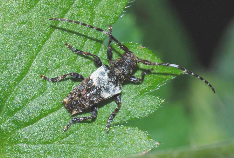 Cerambycidae da conf: Pogonocherus hispidulus